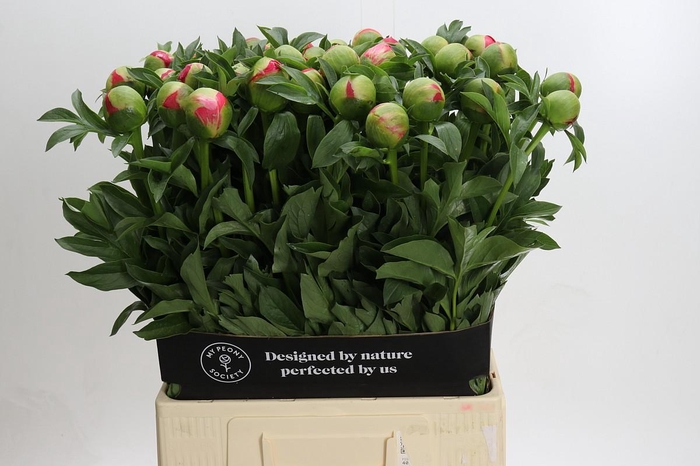 <h4>Paeonia Coral Sunset XXL</h4>