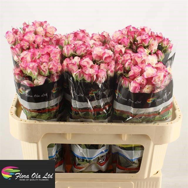 <h4>R TR REFLEX</h4>