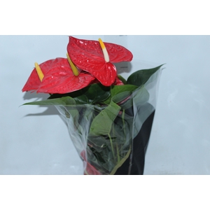 ANTHURIUM OREGON P19 VERMELHO PREMIUM