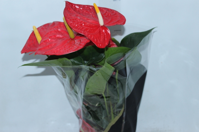 <h4>ANTHURIUM OREGON P19 VERMELHO PREMIUM</h4>