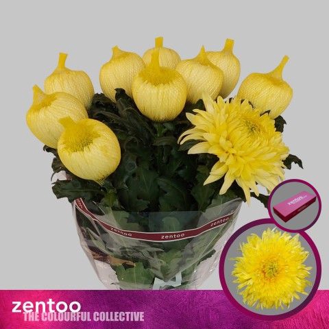 <h4>CHR G MAGNUM YELLOW</h4>