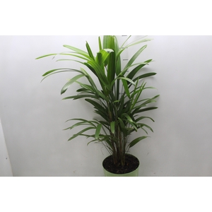 PALMEIRA RAPHIS P17