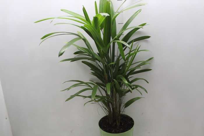 <h4>PALMEIRA RAPHIS P17</h4>