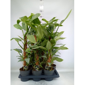 Philodendron 'Silver Queen'