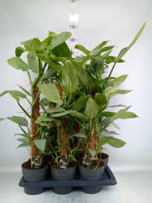 <h4>Philodendron 'Silver Queen'</h4>