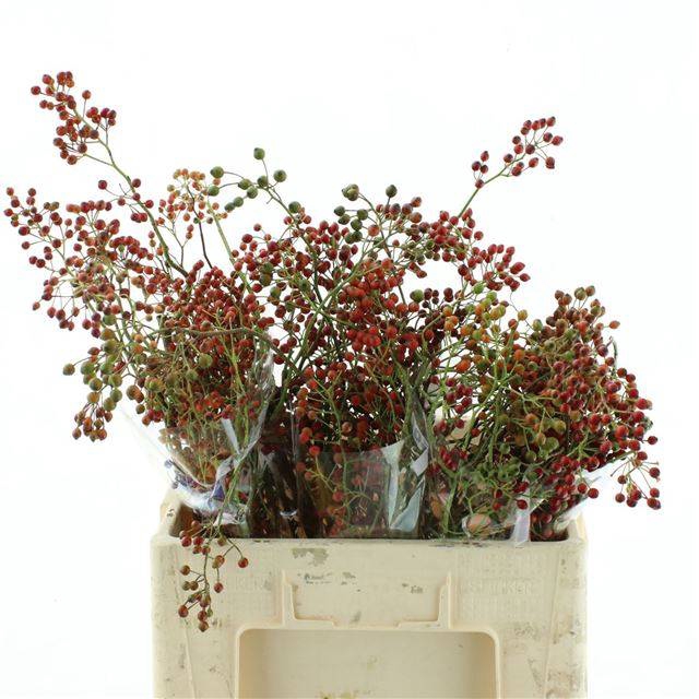<h4>ROSA CORALLO</h4>