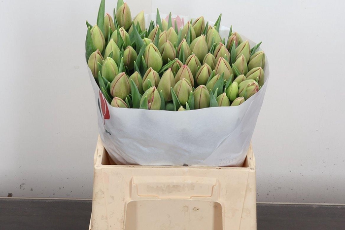 <h4>Tu Du Etched Salmon</h4>