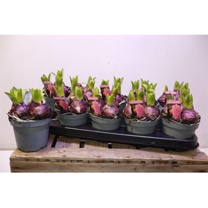 arr8 Hyacin Pink Pearl