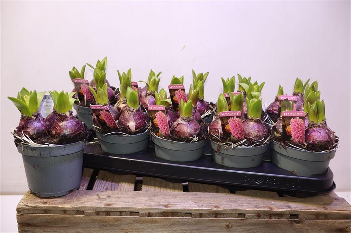 <h4>arr8 Hyacin Pink Pearl</h4>