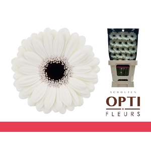 Germini Olaf Diamond