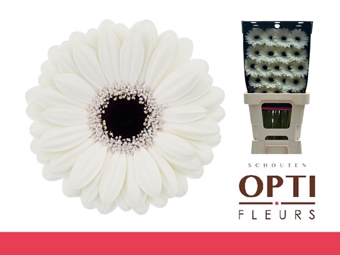 <h4>Germini Olaf Diamond</h4>