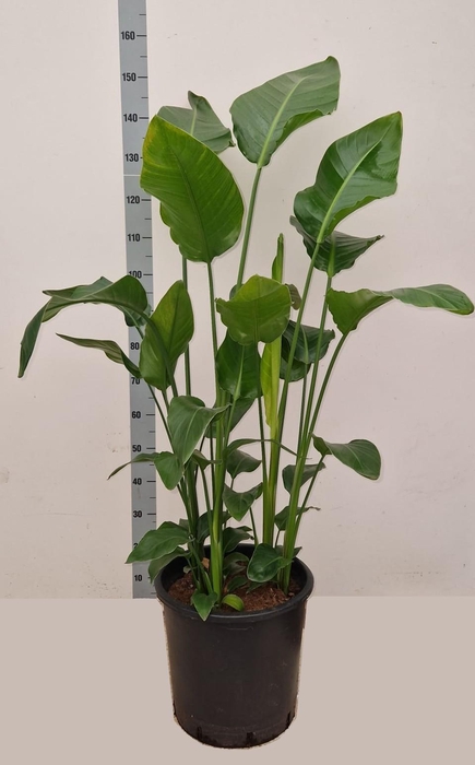 <h4>STRELITZIA NICOLAI</h4>