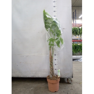 Pachira aquatica