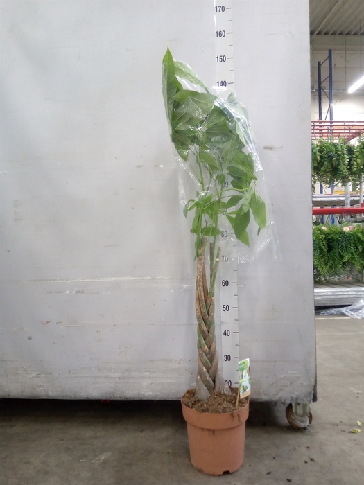 <h4>Pachira aquatica</h4>