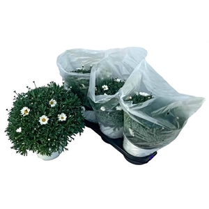 Argyranthemum frutescens Stella 2000 19Ø 40cm