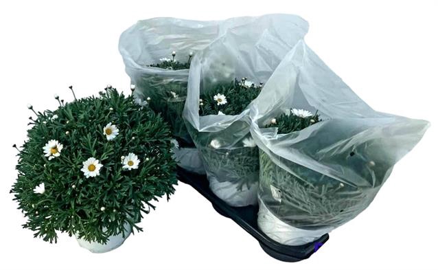 Argyranthemum frutescens Stella 2000 19Ø 40cm