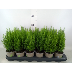 Chamaecyparis laws. 'Ellwoodii'