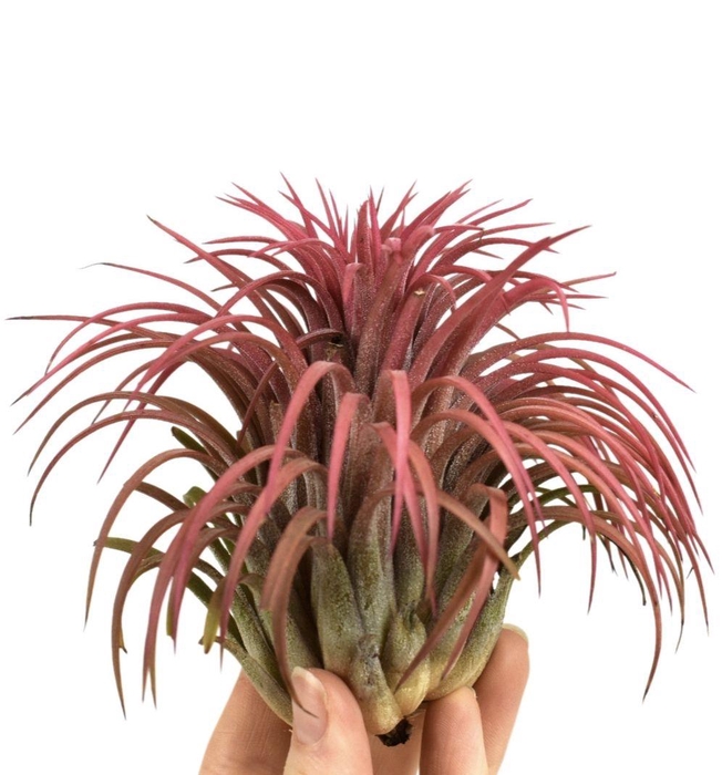<h4>Tillandsia ionantha rood xxxl</h4>