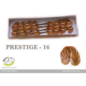 Anthurium Prestige