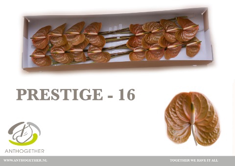 <h4>Anthurium Prestige</h4>