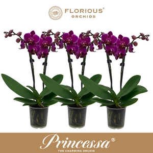 No9 Phalanopsis 2 Tak Paars