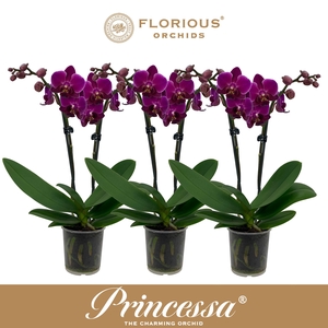 No9 Phalanopsis 2 Tak Paars