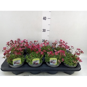 Saxifraga arend. 'Touran Deep Red'