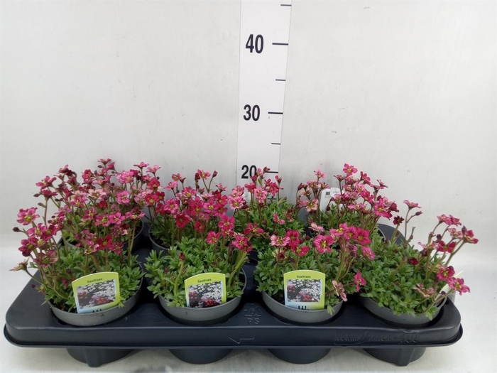 <h4>Saxifraga arend. 'Touran Deep Red'</h4>