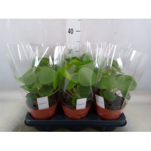 Pilea peperomoides