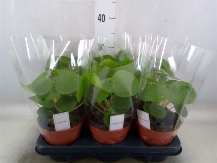 <h4>Pilea peperomoides</h4>