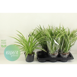 CHLOR COM VARIEGATUM