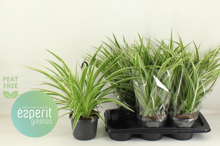 <h4>CHLOR COM VARIEGATUM</h4>