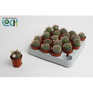 Mammillaria met witte bloem