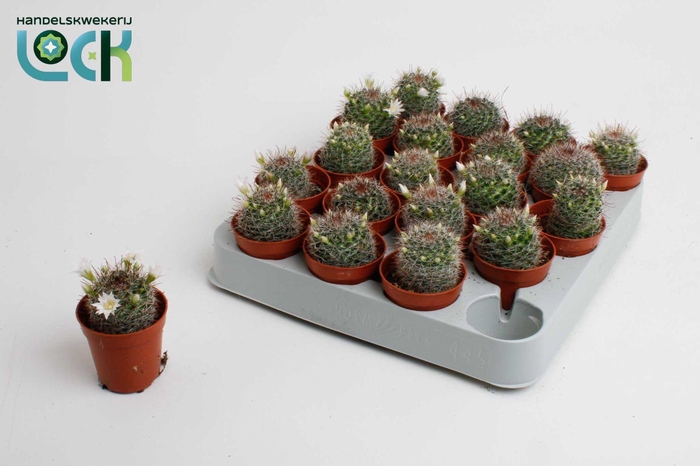 <h4>Mammillaria met witte bloem</h4>