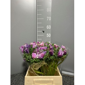 Anem Mistral + Rarity