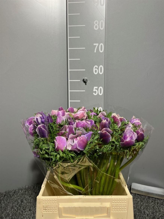 <h4>Anem Mistral + Rarity</h4>