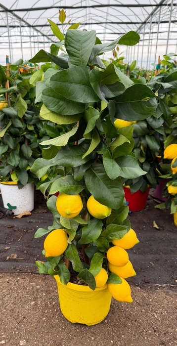 <h4>CITR MICROCARPA</h4>