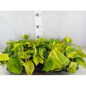 Philodendron scand. 'Brasil'