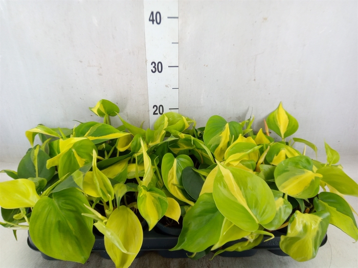 <h4>Philodendron scand. 'Brasil'</h4>