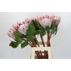 Protea Cynaroides