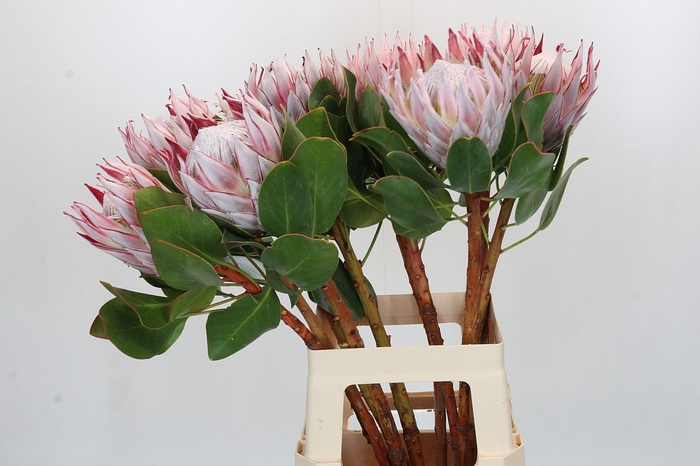 Protea Cynaroides