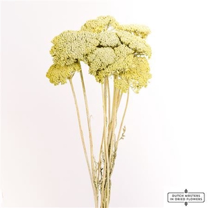 Dried Achillea Frosted Mint Green Bunch