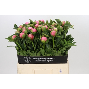 PAEONIA ETCHED SALMON
