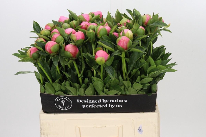 <h4>PAEONIA ETCHED SALMON</h4>
