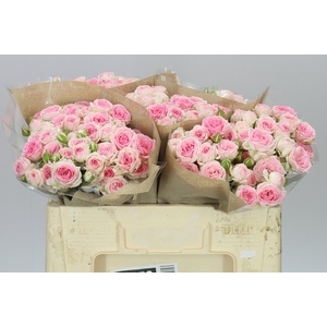 Rosa Tr Kate-lynn