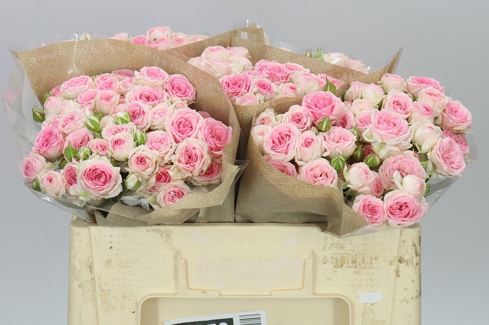 <h4>Rosa Tr Kate-lynn</h4>