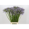 Agapanthus Silberpfeil