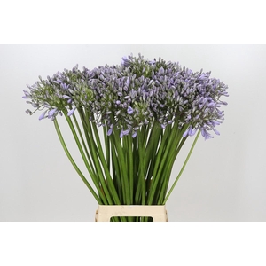 Agapanthus Silberpfeil