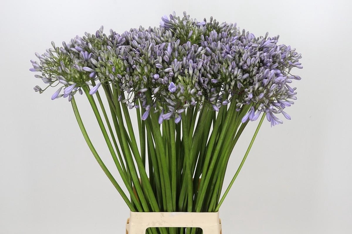 <h4>Agapanthus Silberpfeil</h4>