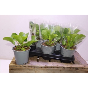 arr8 Pilea Peperomioides